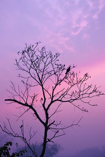 Photo a serene dawn scene on holi