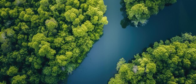 やかな 川 が 活気 の ある 緑 の 森 を 曲がっ て いる