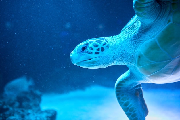 Фото Безмятежная морская черепаха грациозно скользит в голубых глубинах океанариума