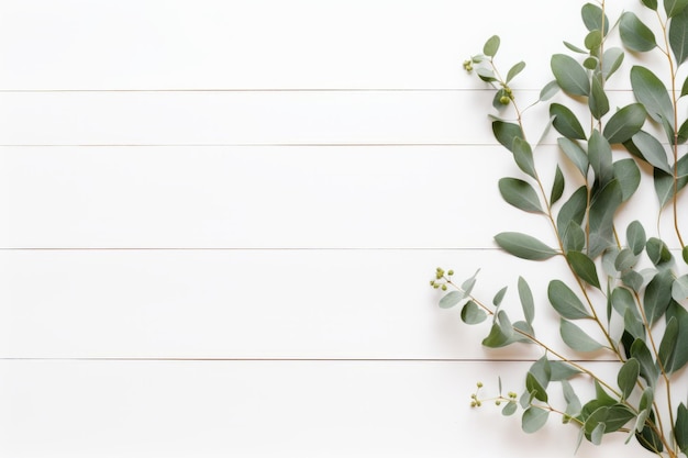 Serene Simplicity Eucalyptus Branches and Leaves Grace a Rustic White Background