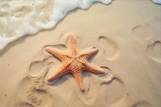 Serene Starfish Unveiling the Beauty on a Sandy Beach AR 32