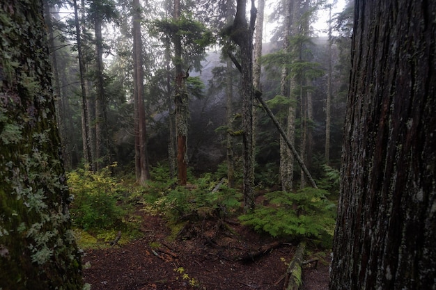 Vista serena della foresta in un sentiero fino a chief mountain peak