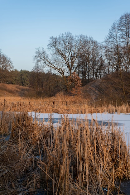 키 큰 갈대로 둘러싸인 얼어붙은 호수가 있는 고요한 겨울 풍경
