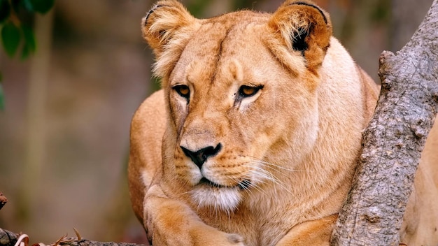 Photo the serengeti lioness deep forest