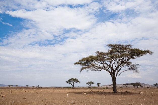 Serengeti Nationaal Park landschap, Tanzania, Afrika. Afrikaans panorama