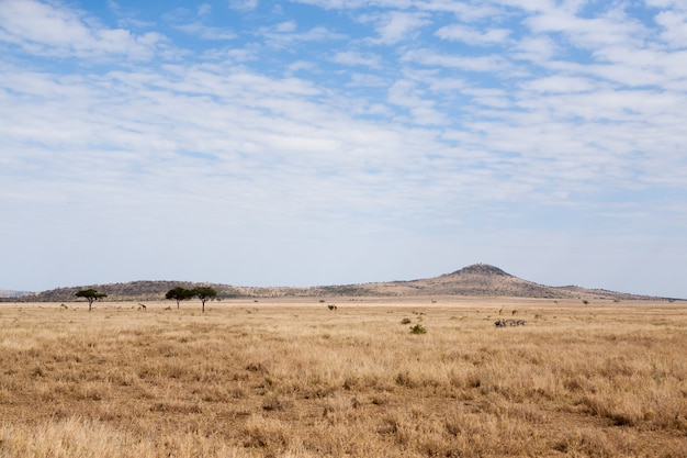 Foto paesaggio del parco nazionale del serengeti, tanzania, africa. panorama africano