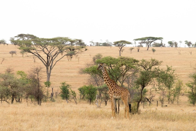 Serengeti National Park landscape Tanzania Africa