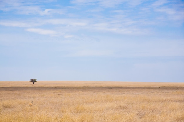 Serengeti National Park landscape Tanzania Africa