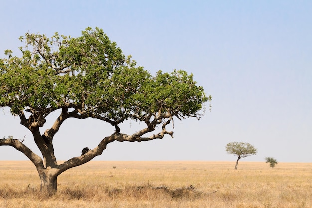 Serengeti National Park landschap Tanzania Afrika
