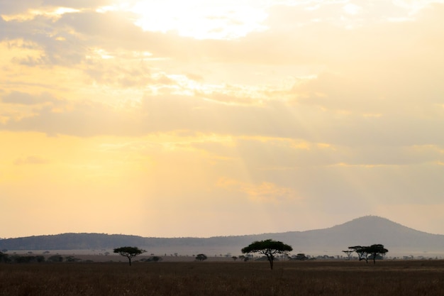 Serengeti National Park landschap Tanzania Afrika