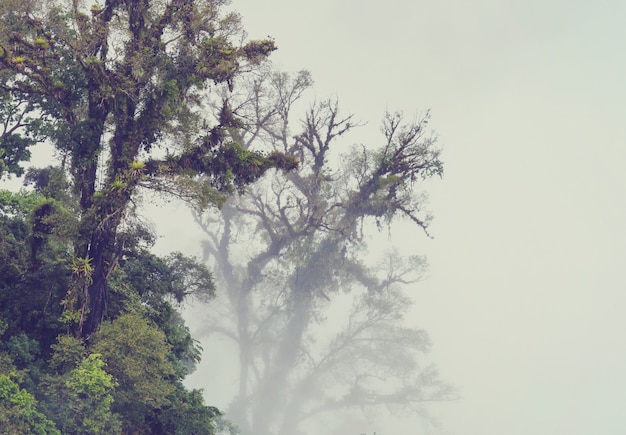 Облачный лес безмятежности в Коста-Рике