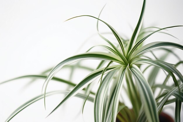 Serenity in Simplicity The Timeless Elegance of Spathiphyllum