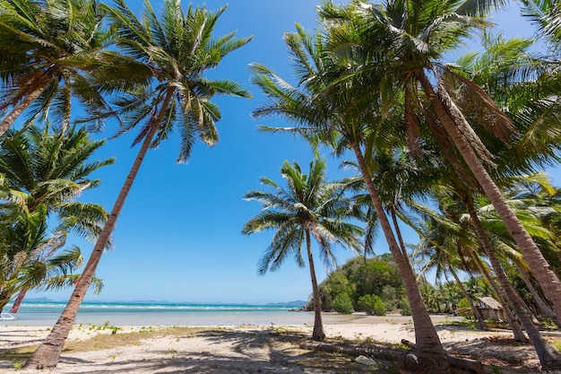 Serenity tropical beach