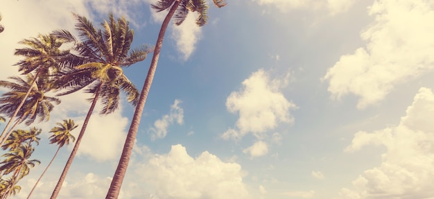 Serenity on the tropical beach