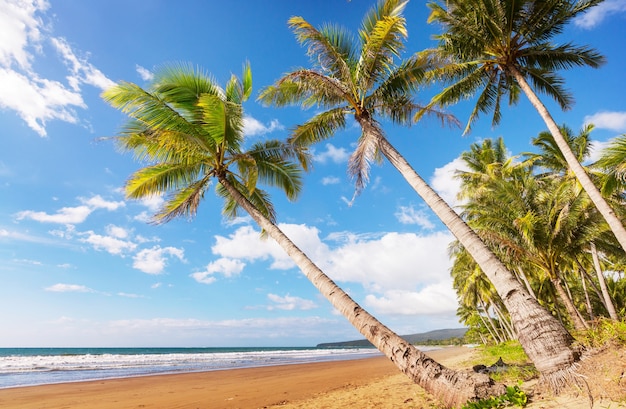 Serenity on the tropical beach