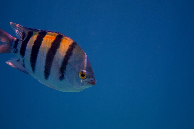 Sergeant fish in the blue sea