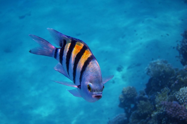 探している軍曹の魚