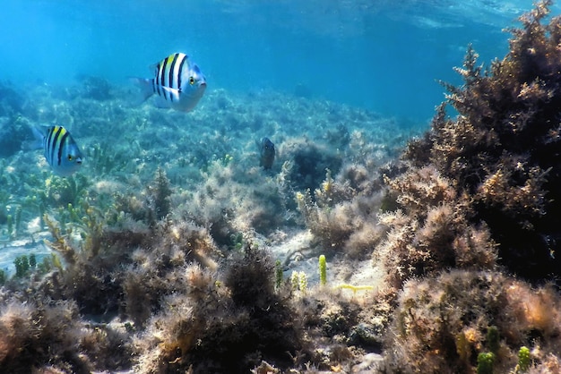 Sergeant-majoor vis (Abudefduf saxatilis) Onderwaterachtergrond, Zeeleven