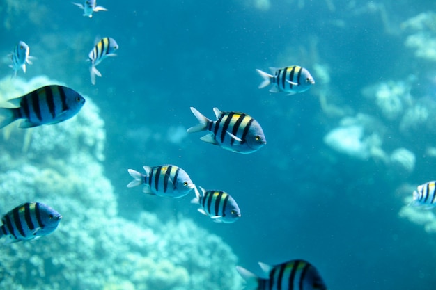 背景の水中カリブ海エジプトの魚のシクリッドの水面上のsergeantmajor魚