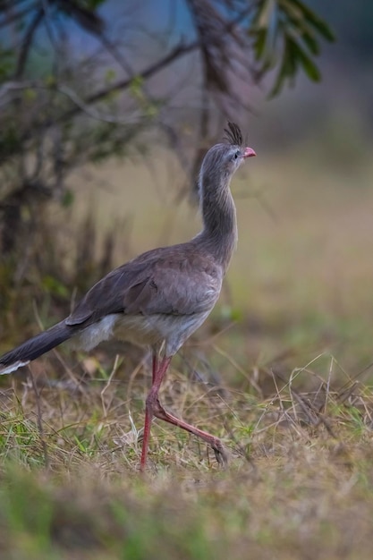 Seriema Pantanal Brazilië met rode poten