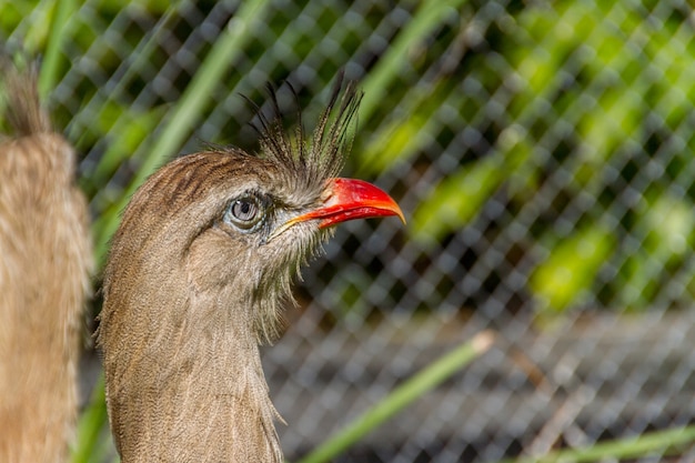 Seriema, typical bird of the Brazilian cerrados in outdoor