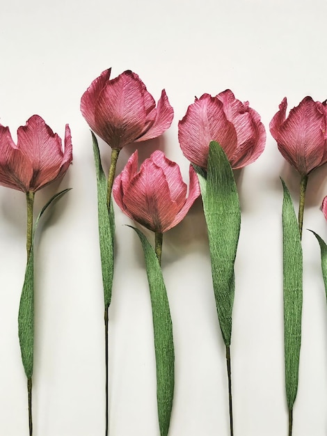 A series of pink flowers on a white background