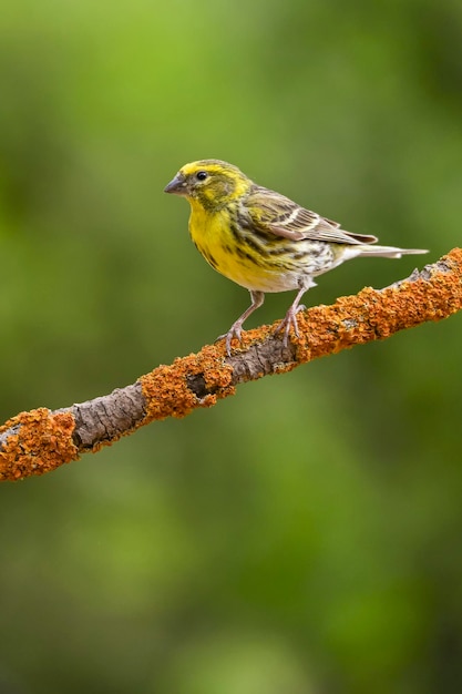 Serinus serinus The verdigris or serin is a species of passerine bird in the Fringillidae family