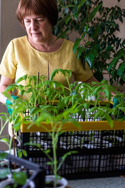 장갑을 낀 진지한 나이 든 정원사가 토마토 묘목을 이식하고 있습니다. 홈 원예 식물 관리 성장