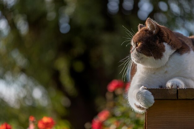 Serious british shorthair cat with yellow eyes laying down on home wooden terrace side view