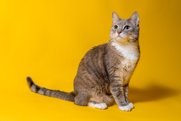 Serious cat looks up with curiosity sitting on a yellow background