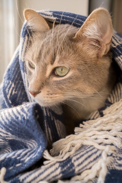 Serious cat wrapped in a warm blanket sitting on the windowsill and looks out the window Lifestyle