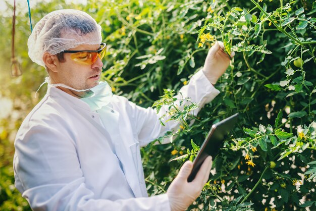 Serious Caucasian scientist in sterile uniform using tablet and checking growth of tomato in green house.