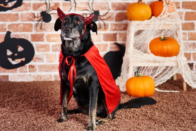 Serious dog in devil costume