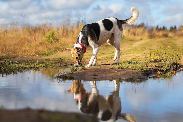 Serious dog drinking water from puddle in countryside