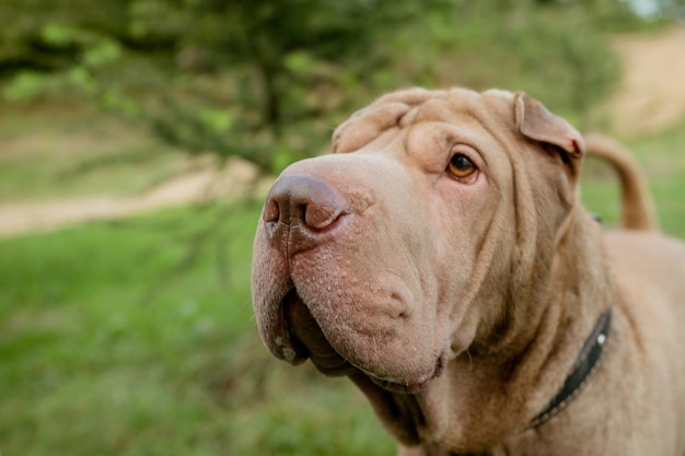 Портрет лица серьезной собаки, чистокровная собака шарпея