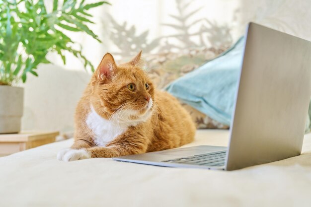 Serious focused old red ginger funny cat lying at home with laptop Pets animals lifestyle comfort technology leisure lifestyle concept