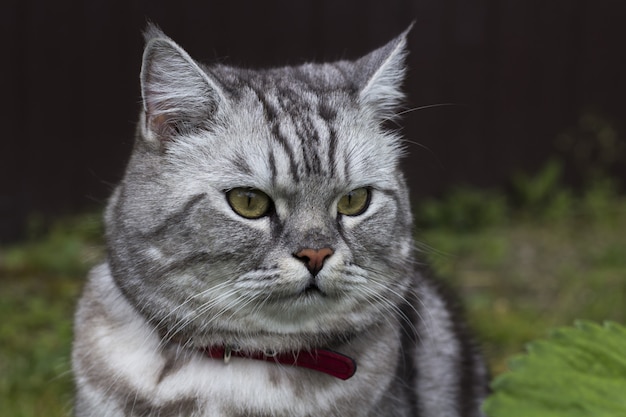 Serious grey cat among plants