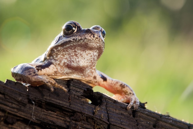 A serious looking frog looks out at us from behind the bark of an old tree