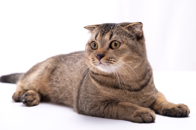 Serious scottish fold brown cat lies on a white table.