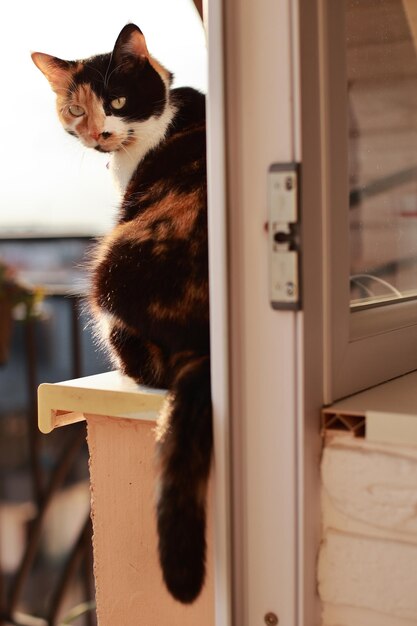 Serious tricolor cat sitting on the windowsill at sunset under the warm rays