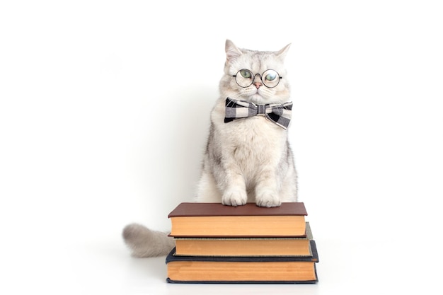 Serious white cat in a bow tie and glasses standing on a stack of books isolated