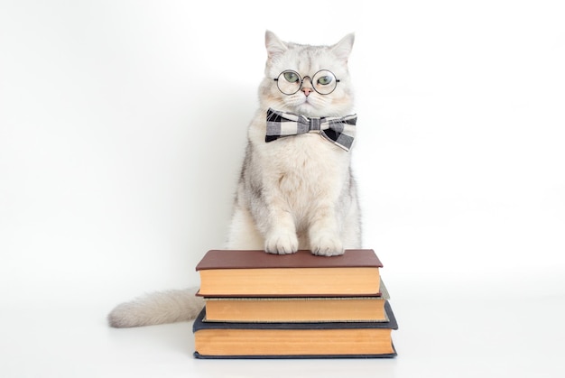 Serious white cat in a bow tie and glasses standing on a stack of old books