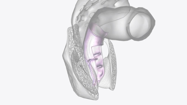 Photo the serosa is the outer layer of the colon