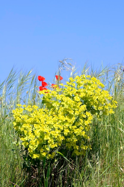 푸른 하늘 아래의 에서 <unk>꽃과 함께 <unk>잎이 있는 에우포르비아 세라타 (Euphorbia serrata)