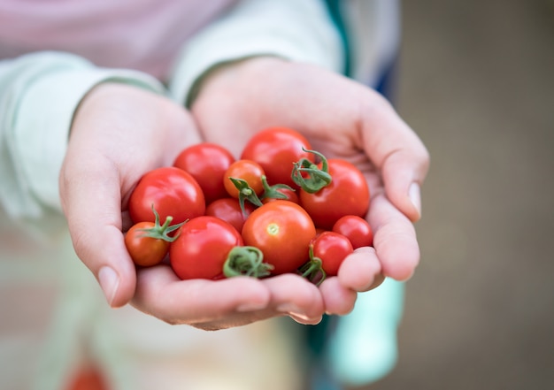 Serre met tomaten in handen oogsten