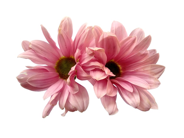 seruni or chrysanthemum flower isolated on white background
