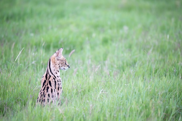 Gatto del serval nel pascolo della savana nel kenya