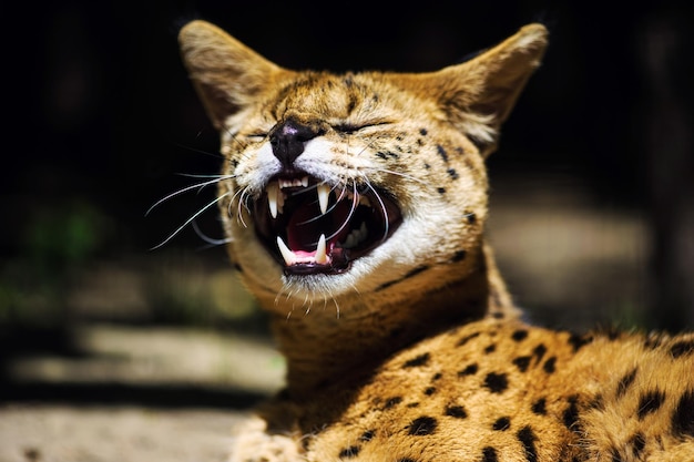 Photo serval cat