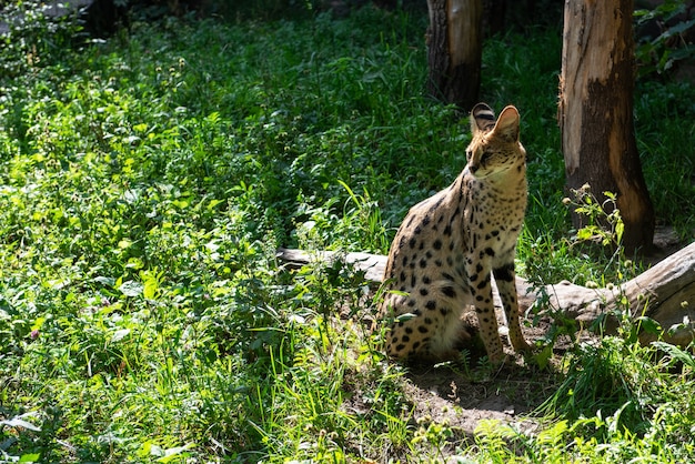 Serval gevlekte Afrikaanse wilde kat