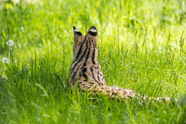 잔디에서 휴식을 취하는 Serval Leptailurus serval
